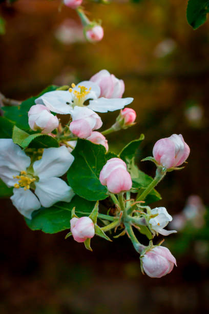 istock beautiful spring blossom of the apple tree 2150848259