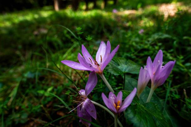 purple, gardening, petal, close up, wildlife, meadow, violet, colours, image, growing, focus, crest, stem, herb, seasonal, ornamental, photo, positive, row, sunbeam, vibrant, sunlight, botanical, bouquet, lily, vegetation, blooming, light, lilac, wild, close-up, nectar, stamen, poisonous, wildflower, flora, nature, pink, floral, green, bright, macro, crocus, beauty, purple flower, flower, cute, fresh, plant, mountain