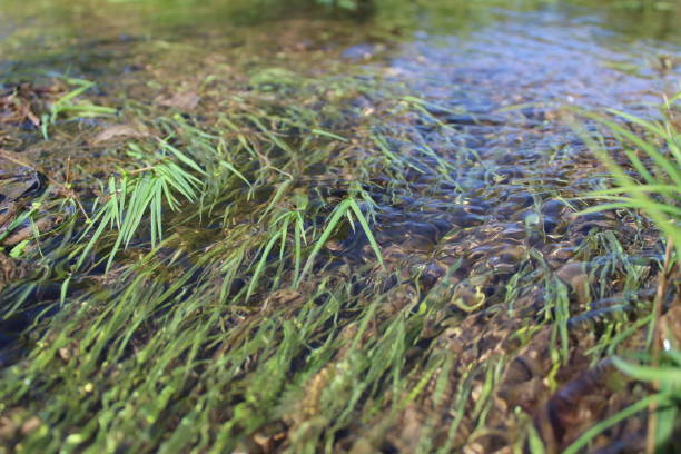 water flows over stones, small river