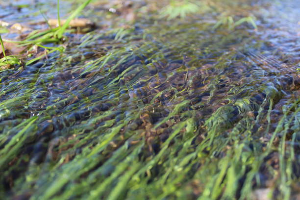 photo of clean, flowing water. green grass in the water in nature.
