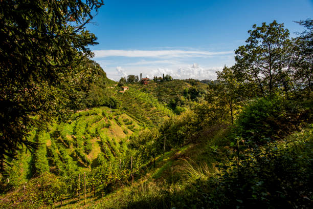 istock 2023 9 23 Vidor prosecco vineyard 44 2150849939