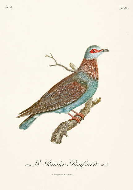 Vintage bird illustration. Dove. 19th century bird art. Ca 1805