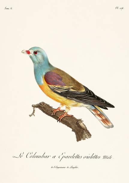 Vintage bird illustration. Dove. 19th century bird art. Ca 1805