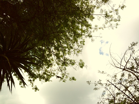Moody Film Photo of a Low Angle View of Tropical Trees and Sunshine in the Spring of 2024