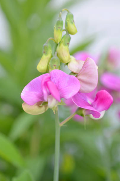 Purple Wildflowers Lathyrus Latifolius season