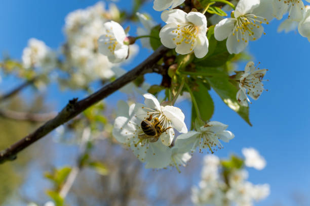 cherry flowers blooming in spring