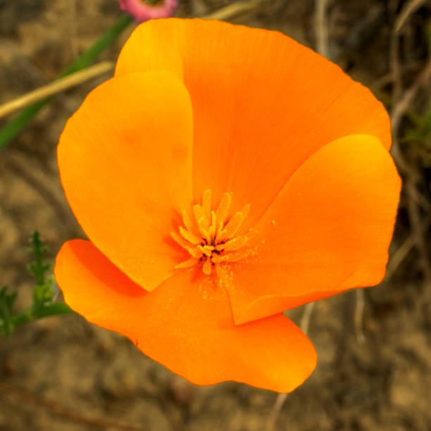istock California Golden Poppy 2150853159