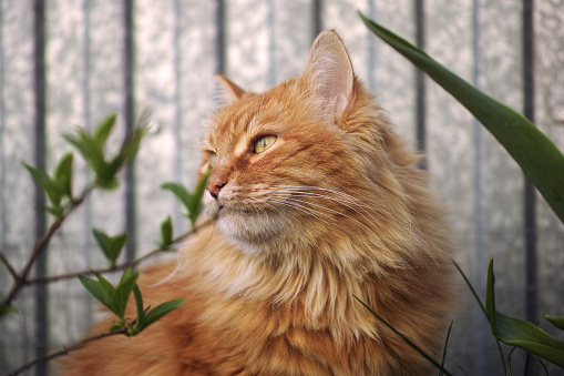 A portrait of a ginger cat looking into the distance. Close up.