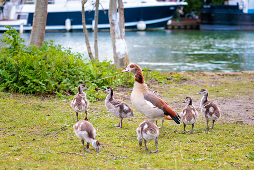 Egyptian goose family. Parent goose leading the babies. River Thames England, spring time