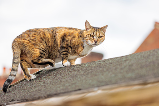 Stray cat walking on rooftop of a england house, daytime