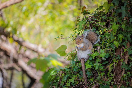 Cute squirrel eating on tree branch, spring time, outdoor