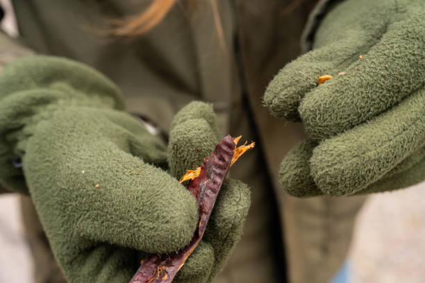 istock Opening a seed capsule of Honey locust Gleditsia Triacanthos.. 2150854915