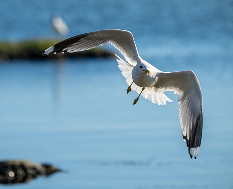 Herring gull Larus argentatus fishing in a small bay.