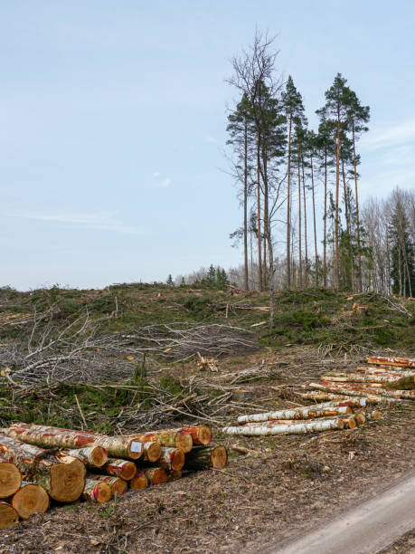 istock Clear cutting that damages the natural ecosystem and contributes to global climate change, logging 2150856720