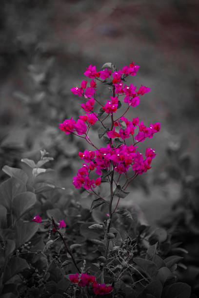 Pink flower with black and white background vertical stock photo