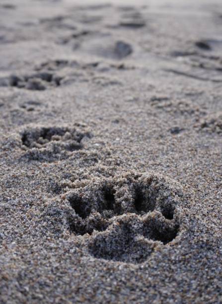 istock Dog paw print in beach sand 2150859162