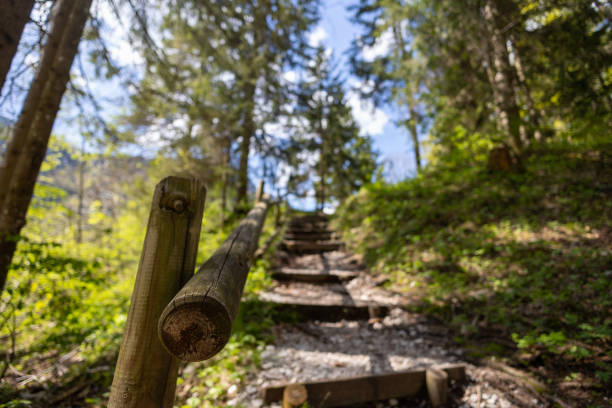Winding forest path, leading the viewer into the depths of a lush, green forest.