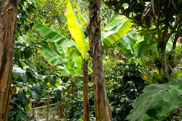 istock A lush green jungle with a tree with a large banana leaf on it 2150860234