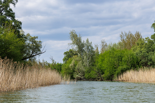 Reeds and trees in wetlands of Danube river during spring season, Slovakia