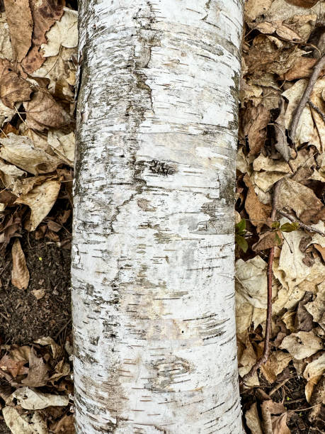 istock Background with white birch tree branch and dried leaves 2150861747