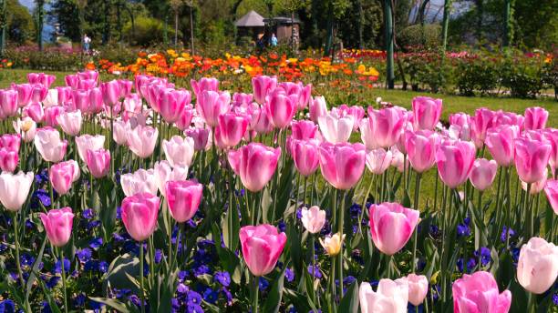 istock Pink tulips field in a sunny spring day 2150861868