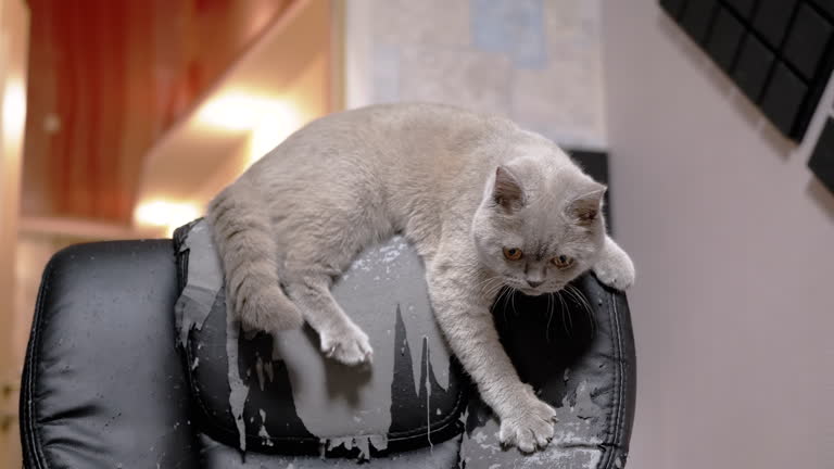 Playful Gray Fluffy Domestic Cat Sitting on Damaged a Leather Armchair by Claws