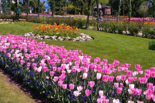 istock Pink tulips field in a sunny spring day 2150862411