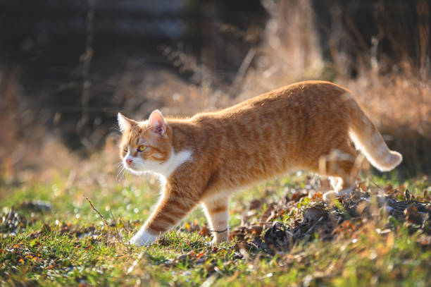 istock The red tabby cat in the garden 2150862430