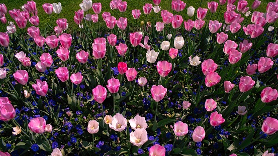 In the botanical gardens of the city of Stresa in springtime you can see the wonderful flowering of many tulips.