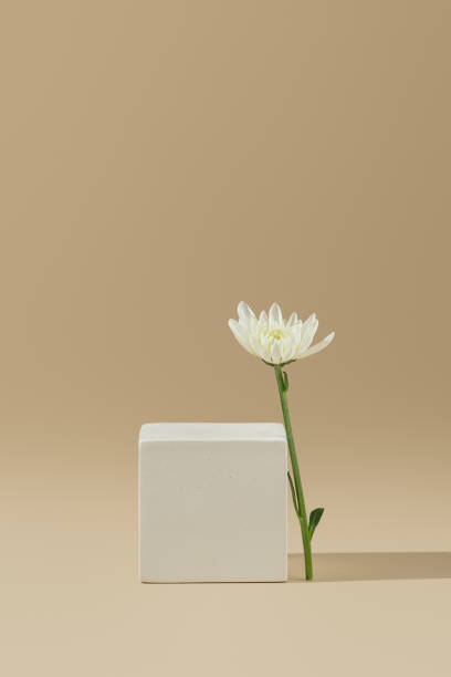istock background for cosmetics with flowers and white stands 2150866455