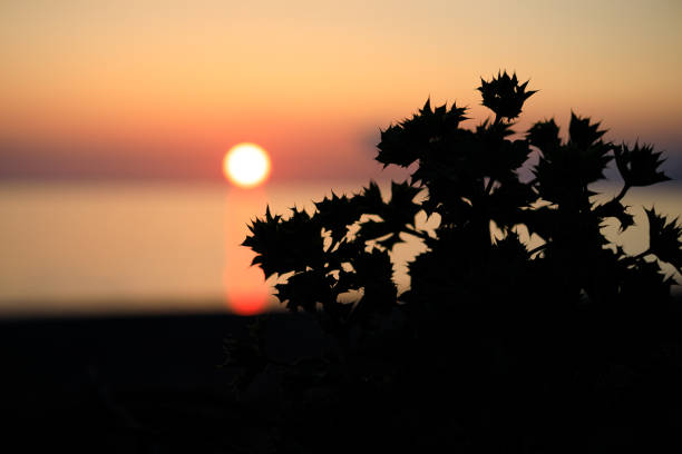 A silhouette of a tree with a sun in the background. The sun is setting and the sky is orange