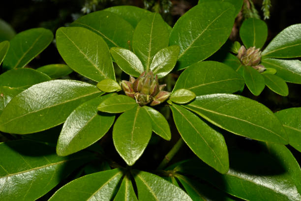 istock Mexican orange buds, Choisya ternata. 2150867099