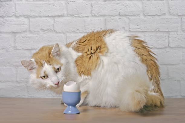 istock Funny longhair cat looking curioius to a boiled egg in a blue eggcup on the table. 2150867717
