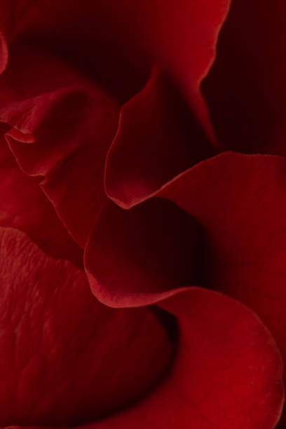 macro texture of red rose petals