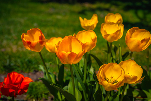 Tulip Flower Heads Close-up, a springtime garden landscape at Tuthill Park House and Garden in Sioux Falls, South Dakota, Minnehaha County, USA