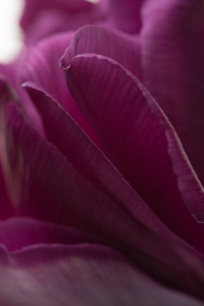 petals of lotus blossom, macro closeup with 100mm f2.8L macro, EOS M, soft focus