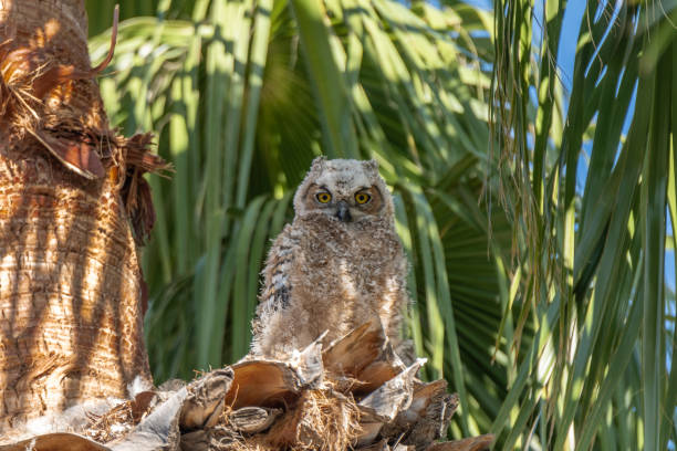 Young Great Horned Owl in a nest high up in a palm tree located in the Sonoran Desert area of Arizona.  Shot in late April in the morning.
