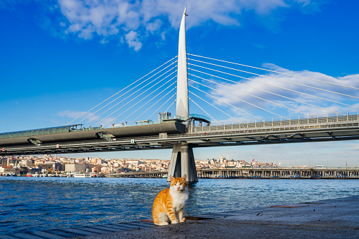 An Istanbul cat on the shore of Golden Horn Bay. Cable-stayed bridge in the background. Cute stray cat