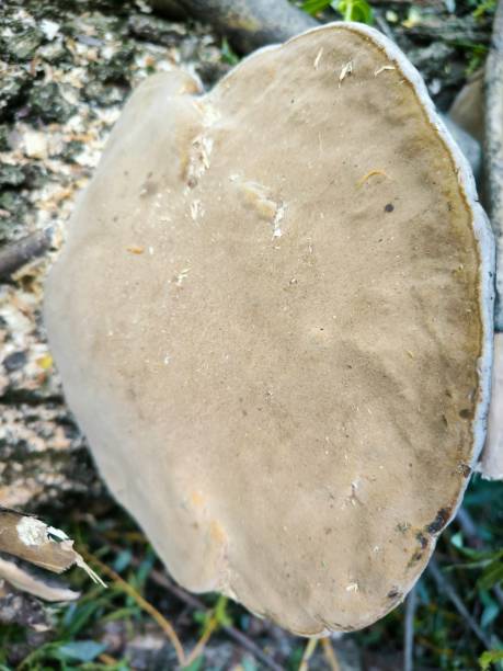 istock Trees, wood texture, wood cut, mushroom on tree, background 2150870122
