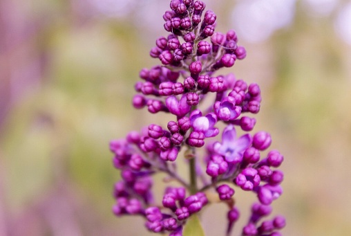 Macro photography of purple lilac