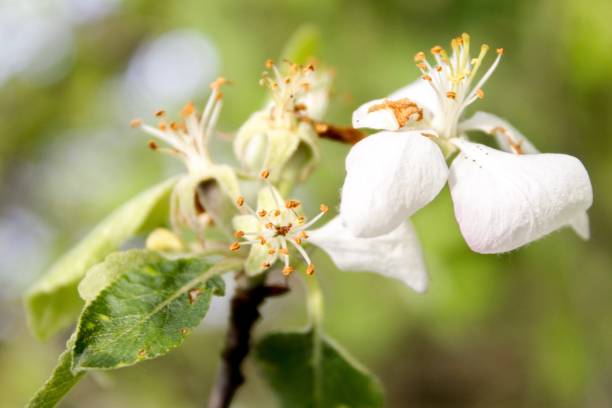 istock European crab apple 2150870250