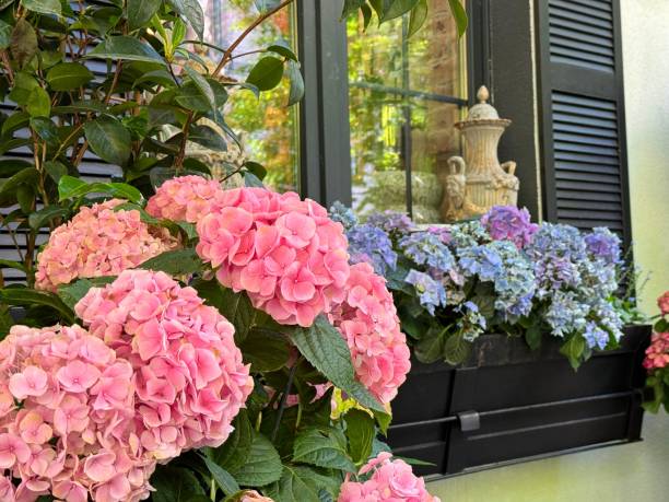 istock Beautiful balcony garden with hydrangeas flowers. 2150871048