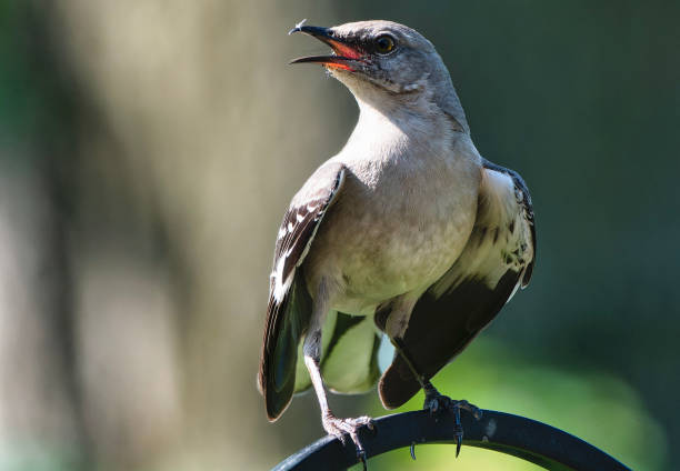 istock A Northern Mockingbird on the backyard deck 2150871690
