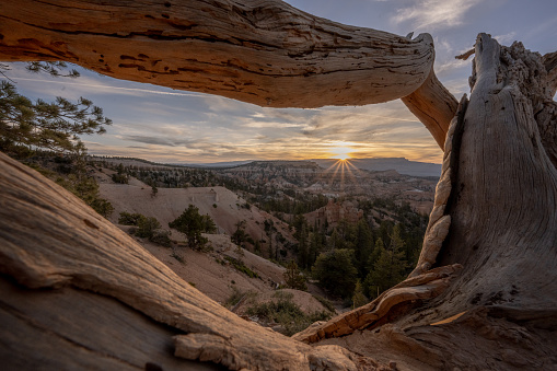 Sunrise Through Dried Gnarly Tree In Bryce Canyon National Park