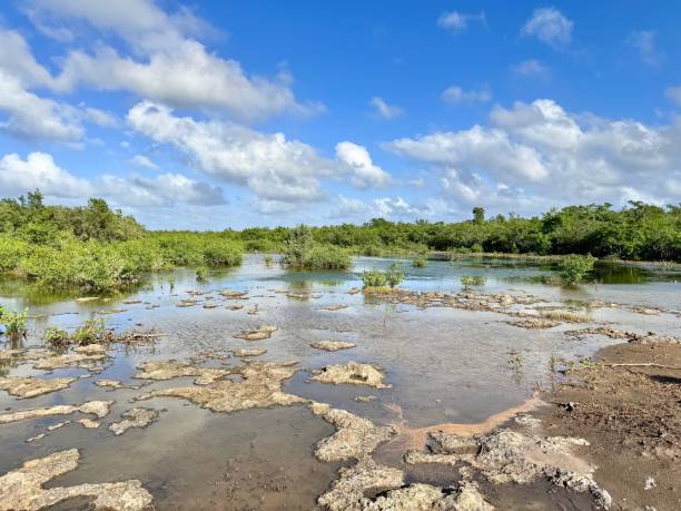istock Caribbean mangrove swamp 2150873656