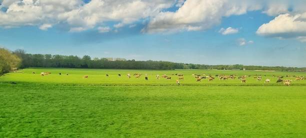 A scenery of a classical dutch farm and village