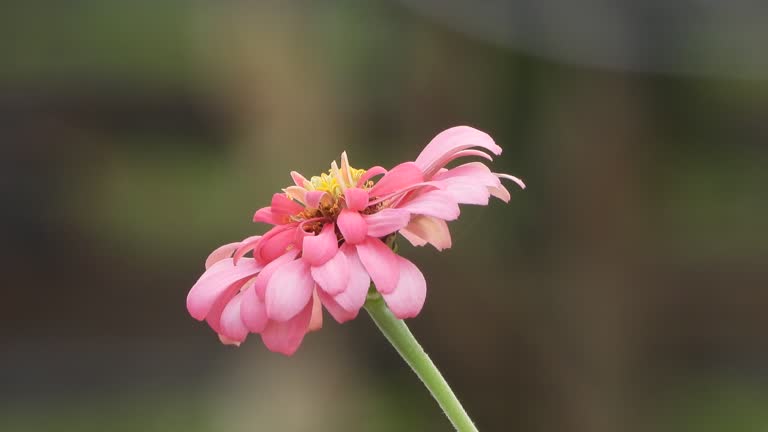 Calendula flowers - pink color .