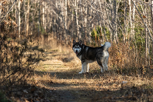 A six month old Alaskan Malamute puppy enjoys a trail walk in late Autumn.