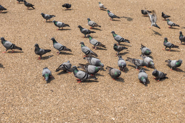 istock Pigeons on the beach closeup Bird background 2150876382