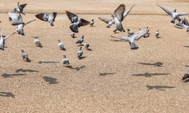 Group of pigeons on the beach in a sunny day Selective focus